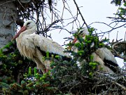 Storks on High