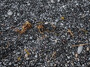 ghS0819
